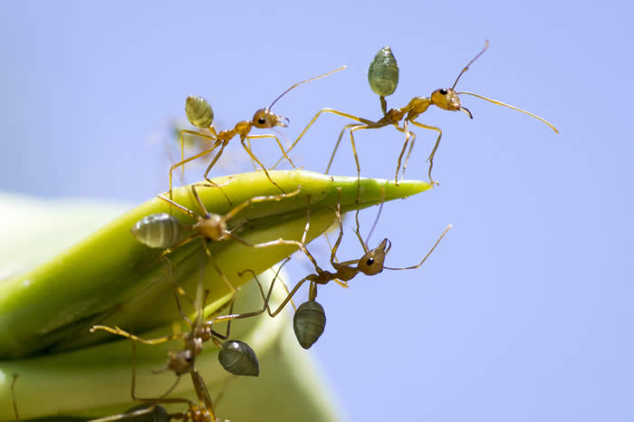Green ants. Photo courtesy of Andrew Goodall of Natures Image Photography