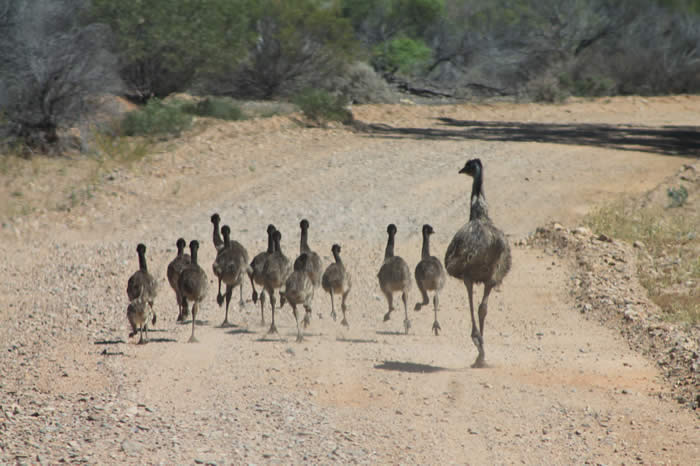 Emu family in the Flinders Ranges