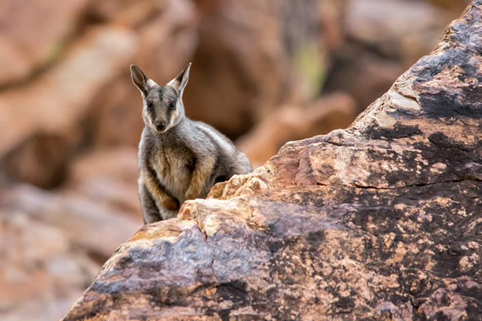 Black footed rock wallaby. Photo by Andrew Goodall