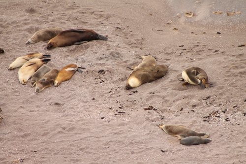 Sea Lion colony